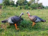 3D turkey hunting decoys /XPE animal decoys